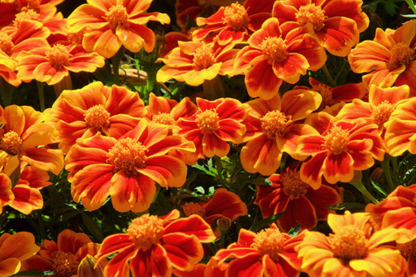 Aksamitki - Tagetes