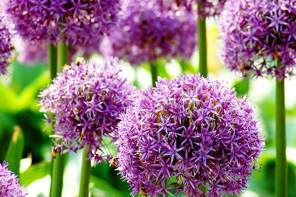 Czosnek ozdobny - Allium giganteum