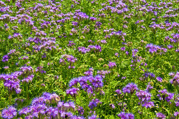 Facelia błękitna - Phacelia tanacetofilia