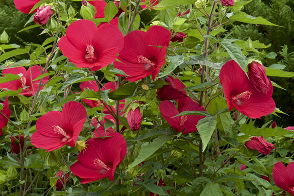 Hibiskus w ogrodzie