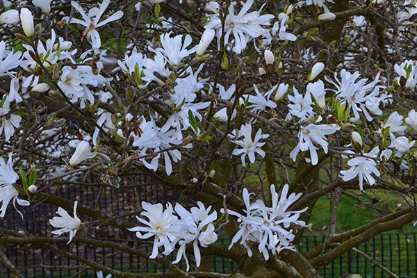 Magnolia stellata