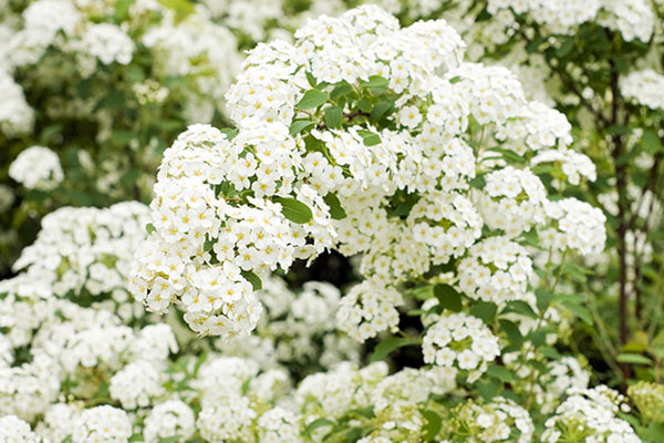 Spiraea